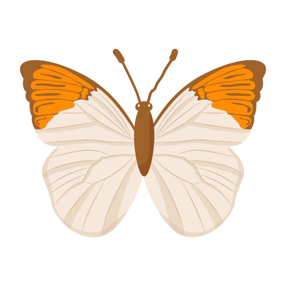 A beautiful flat illustration of cabbage vector