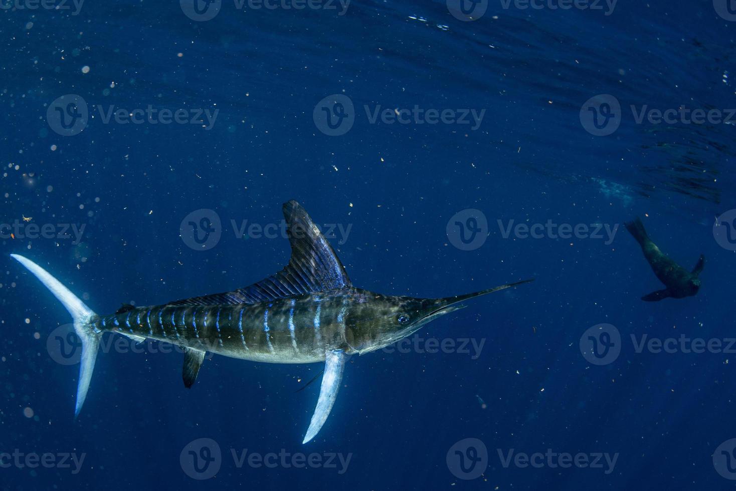 Striped marlin and sea lion hunting in sardine bait ball in pacific ocean photo