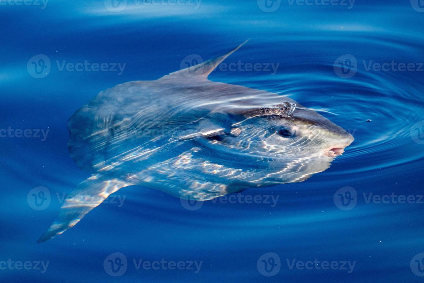 Sunfish underwater while eating jellyfish photo