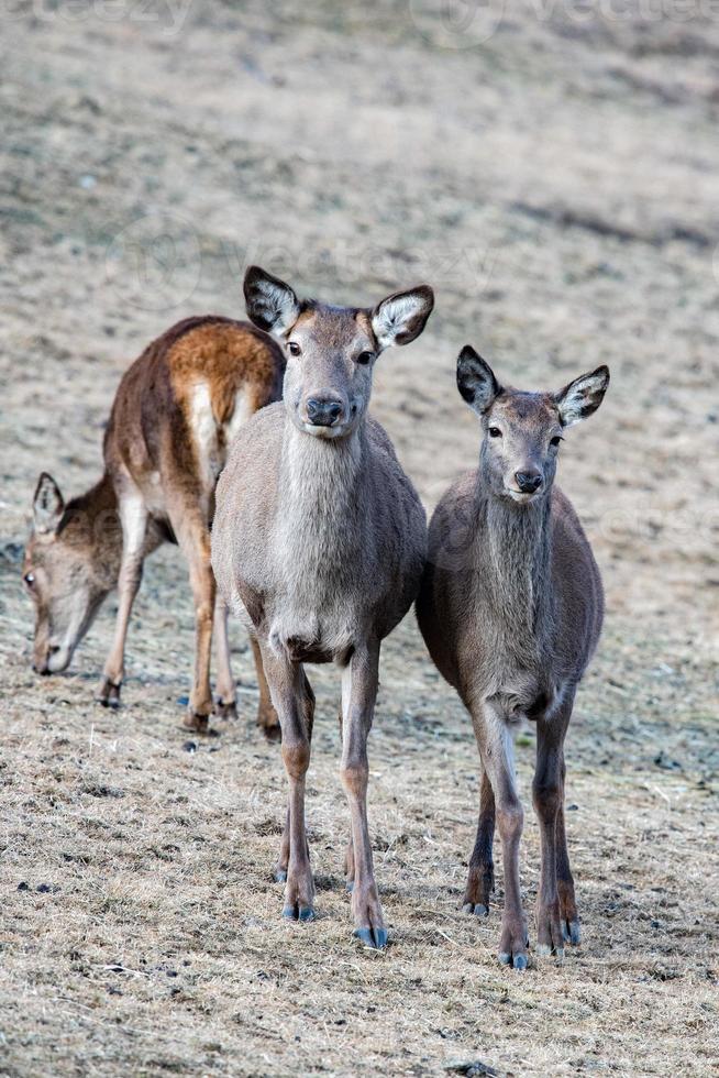 red Deer portrait looking at you photo