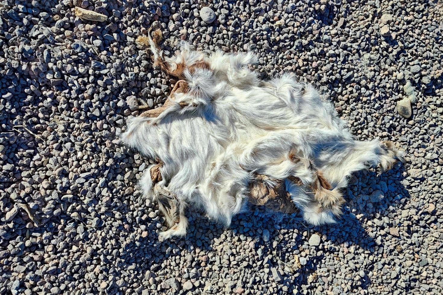 detalle de piel de piel de conejo muerto foto