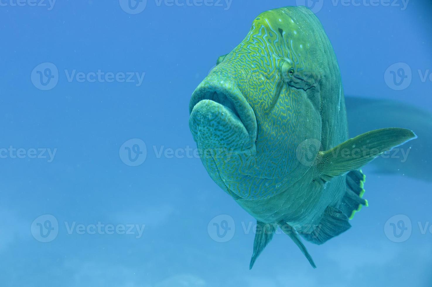 Red Sea Napoleon Fish close up portrait photo