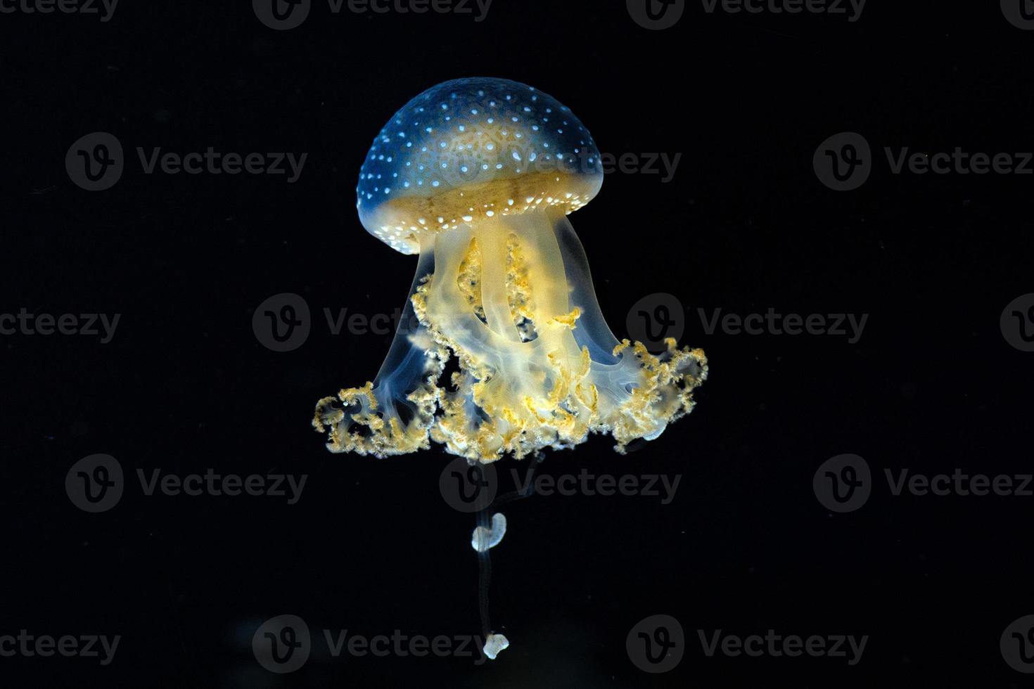 jellyfish isolated on black sea close up detail photo