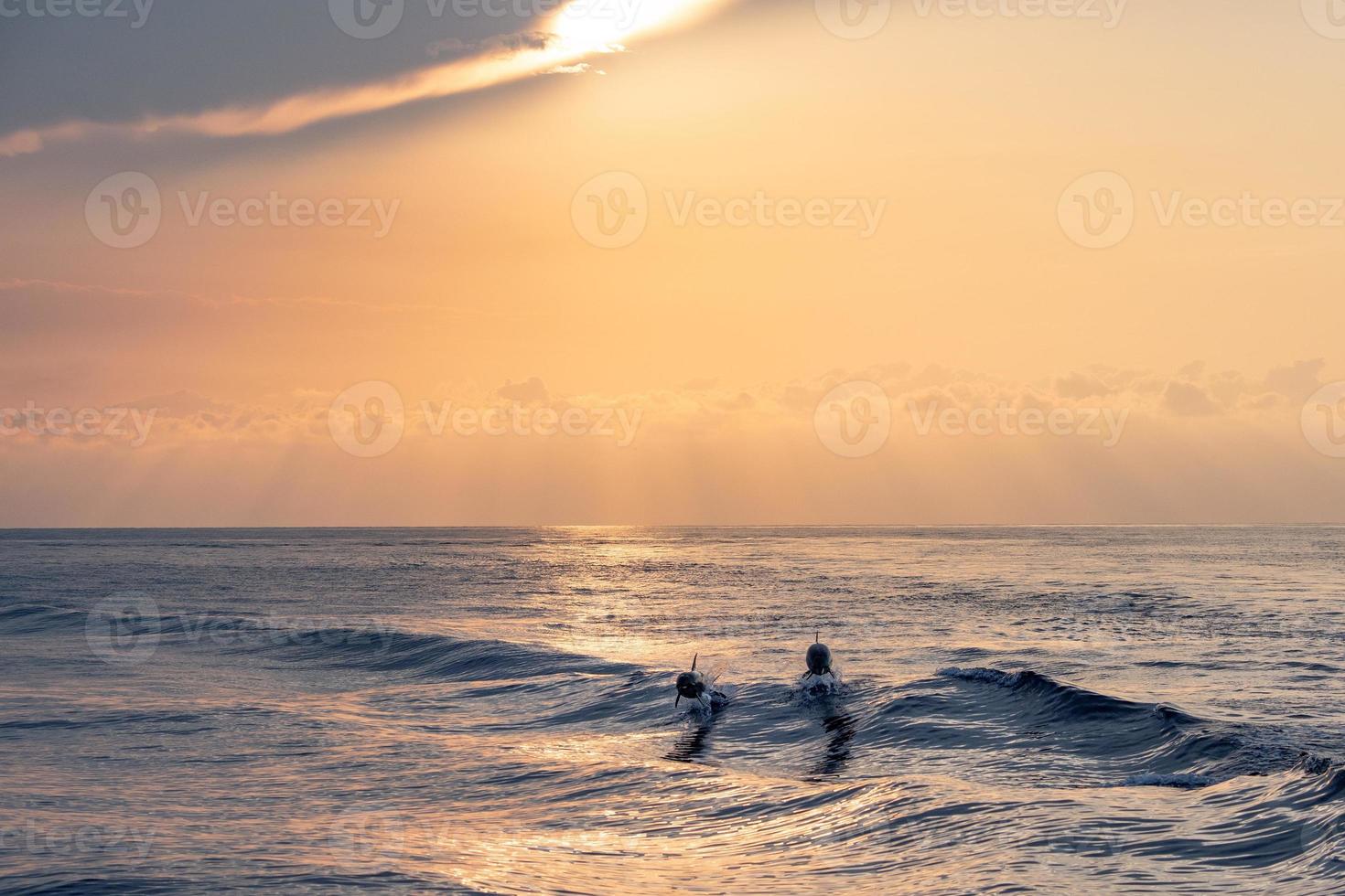 Dolphin while jumping in the sea at sunset photo