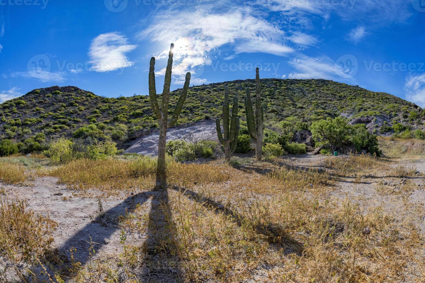 cactus gigante del desierto de california de cerca foto