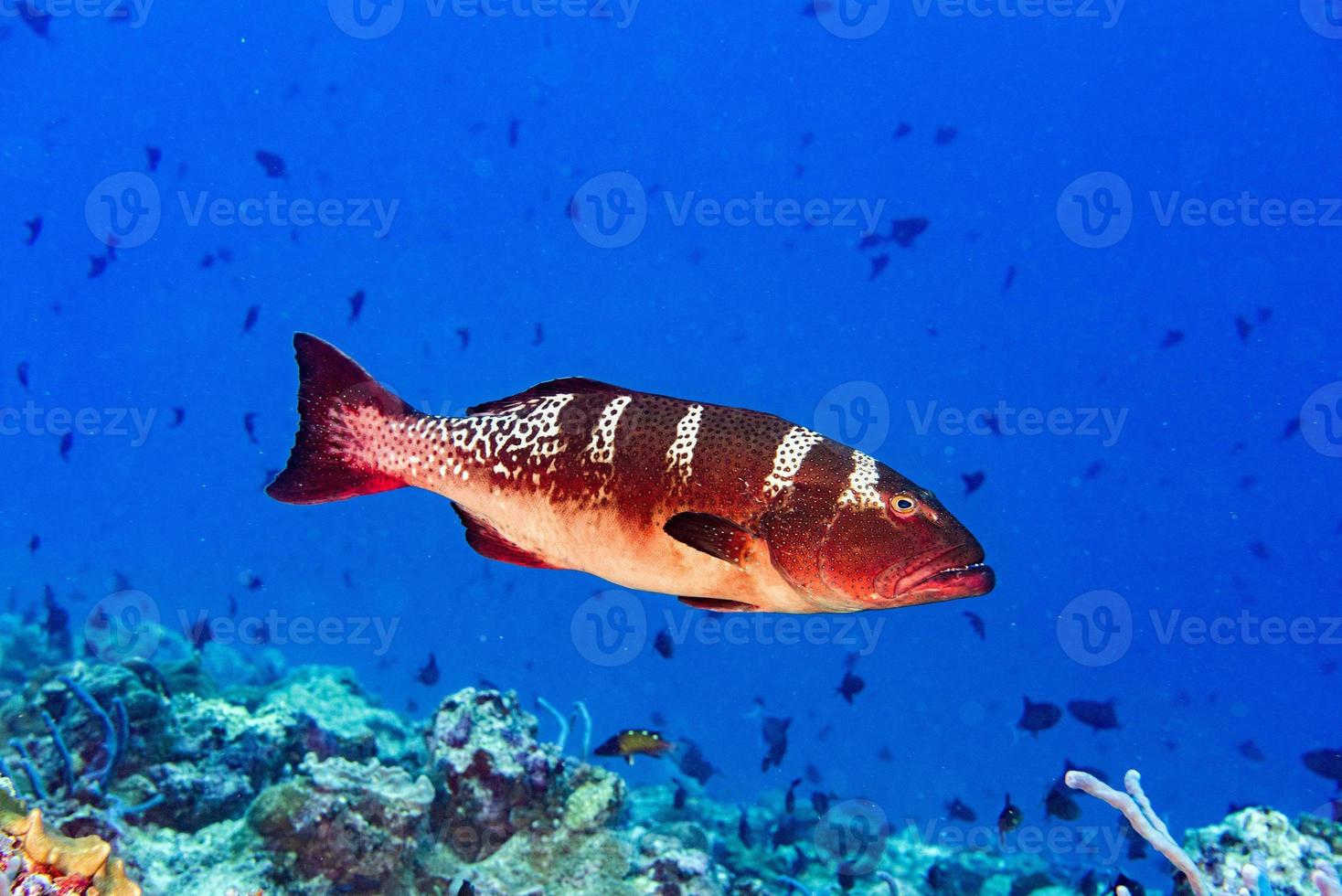 red colorful grouper isolated on ocean photo