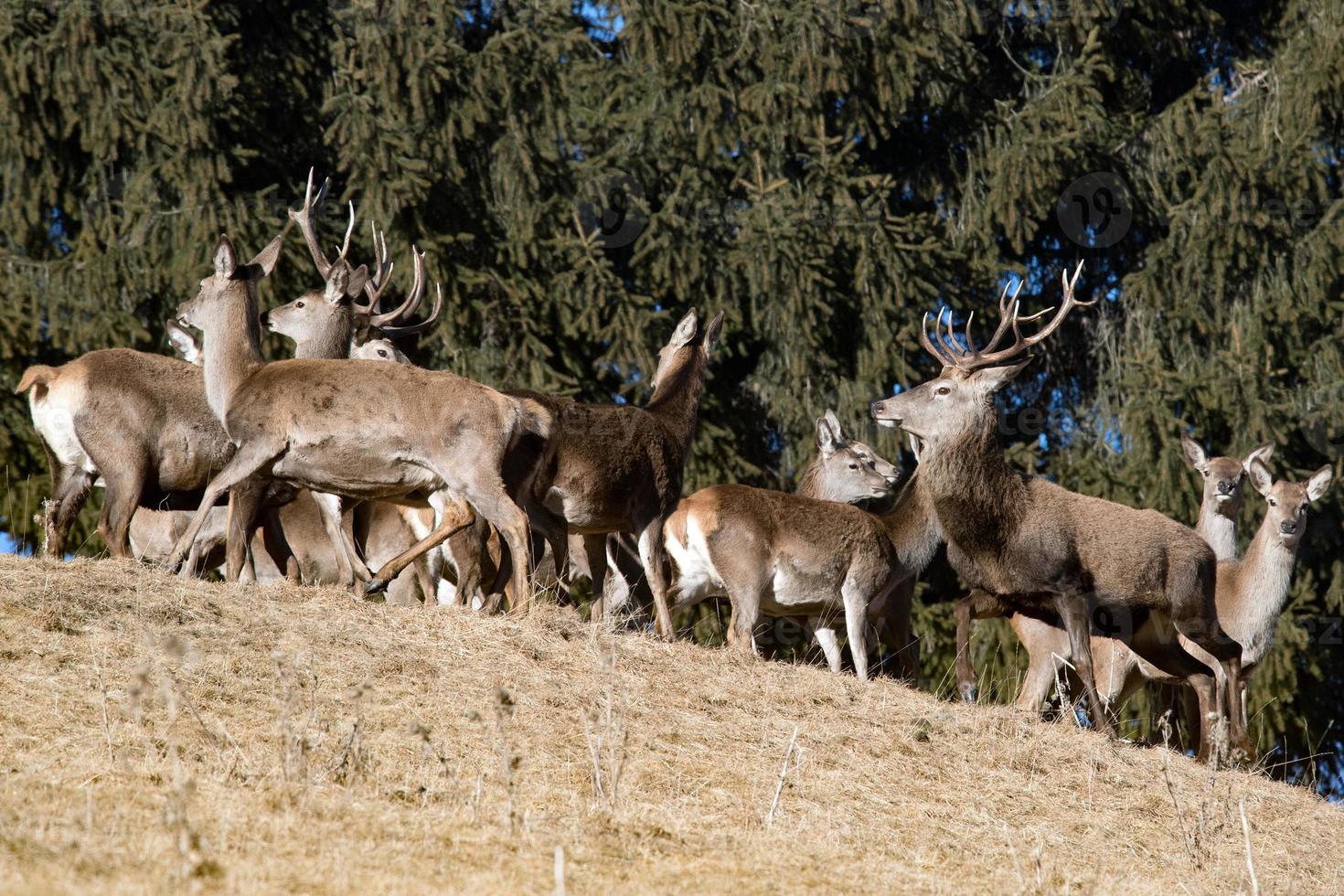 family of red Deer portrait looking at you photo