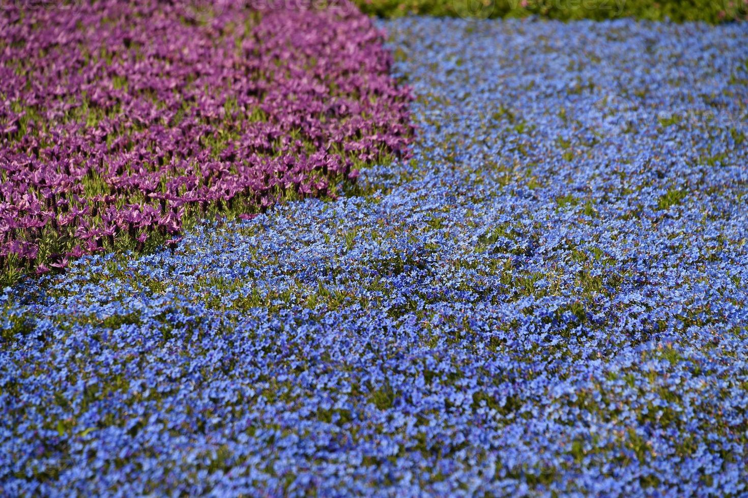 Farmed colorful outdoor flowers field photo