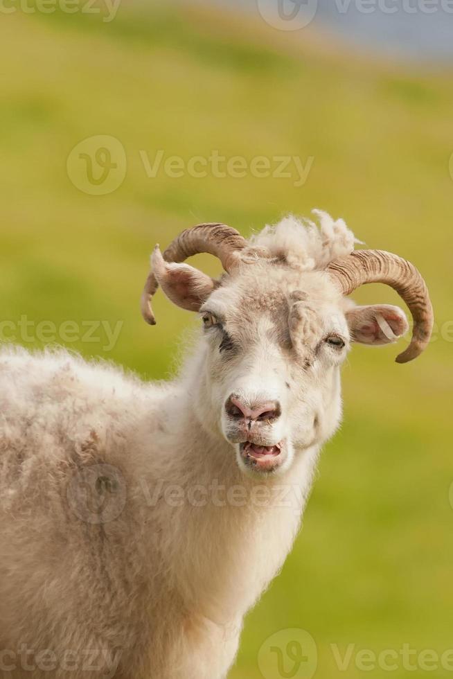 A big white ram sheep with long horns looking at you close up photo