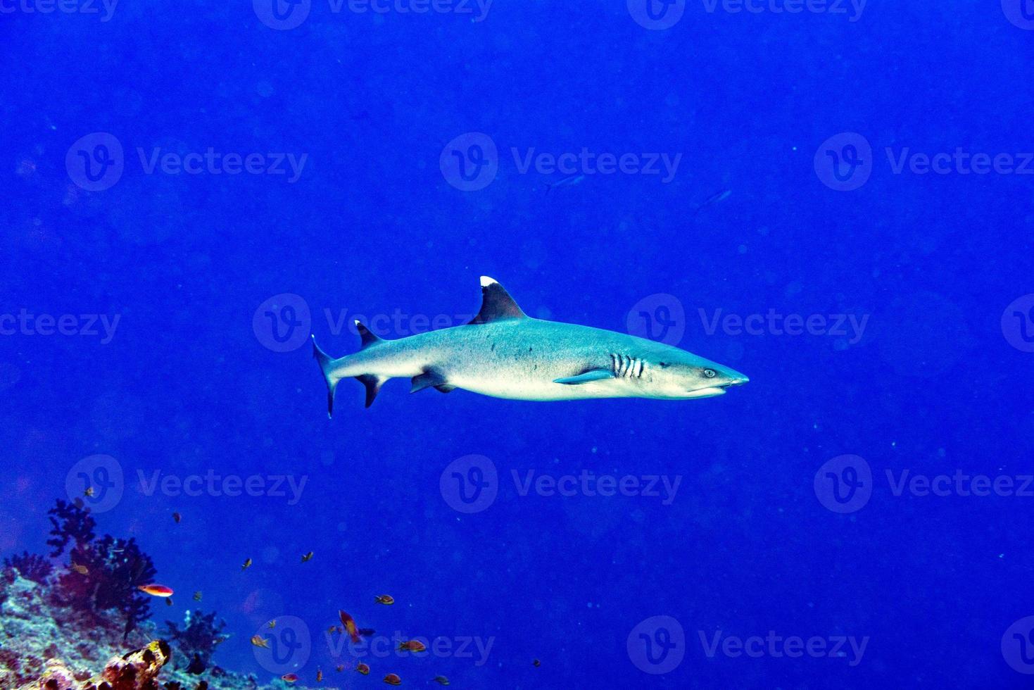 white tip reef shark ready to attack underwater photo