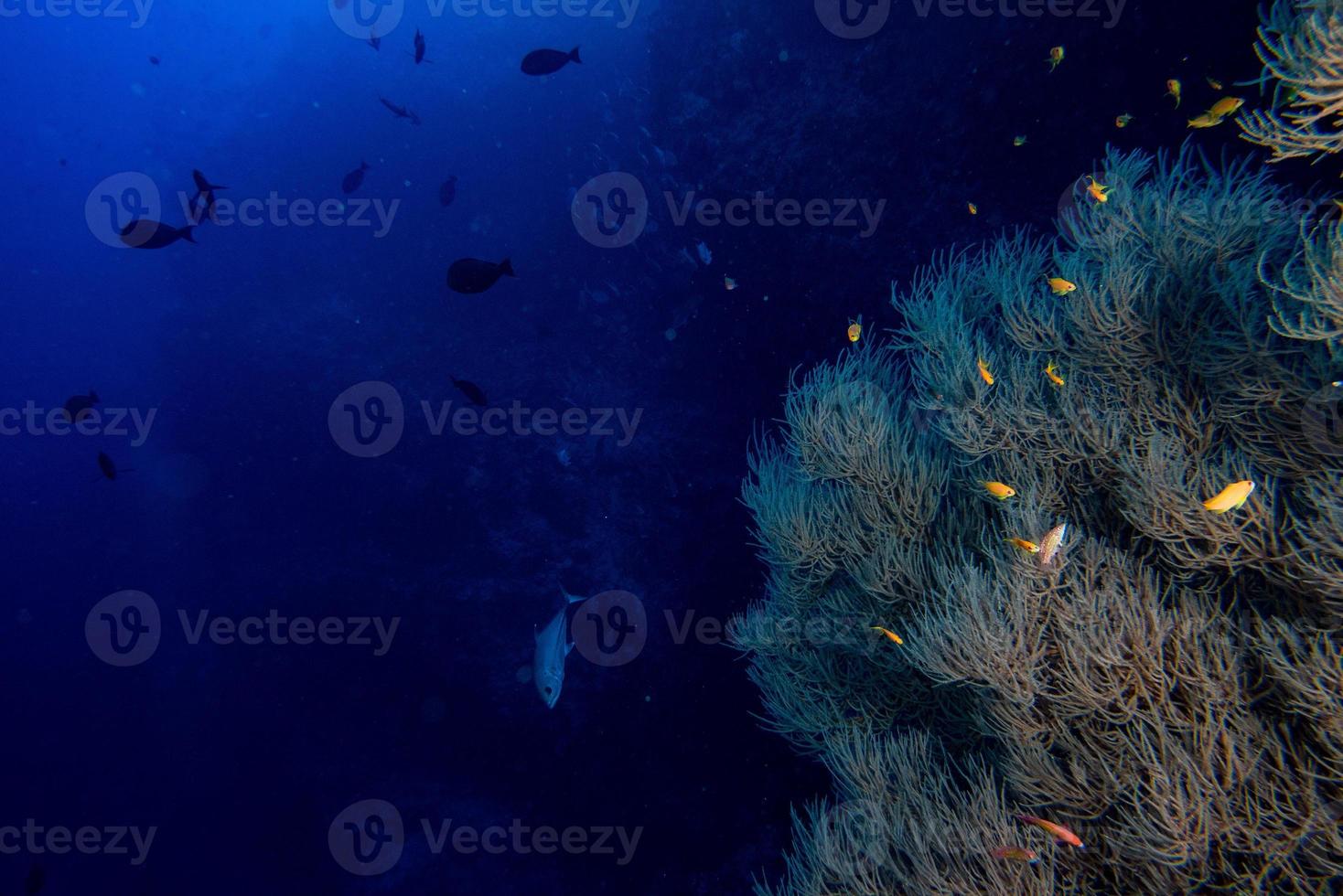 Panorama de paisaje submarino de pared de rocas y peces de coral foto