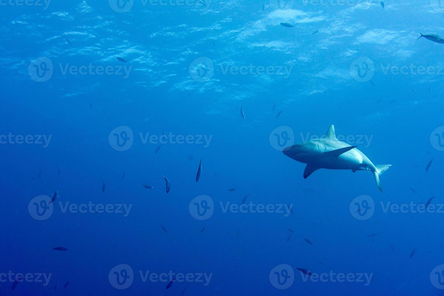 Grey shark ready to attack underwater in the blue photo