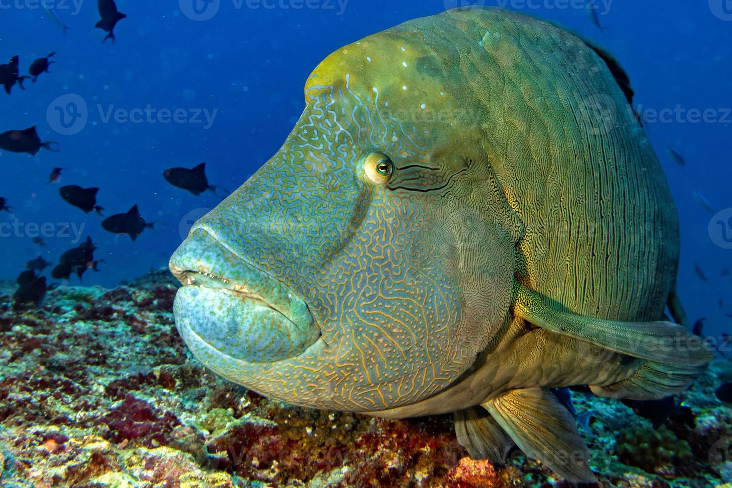 Napoleon fish underwater portrait close up in Maldives photo