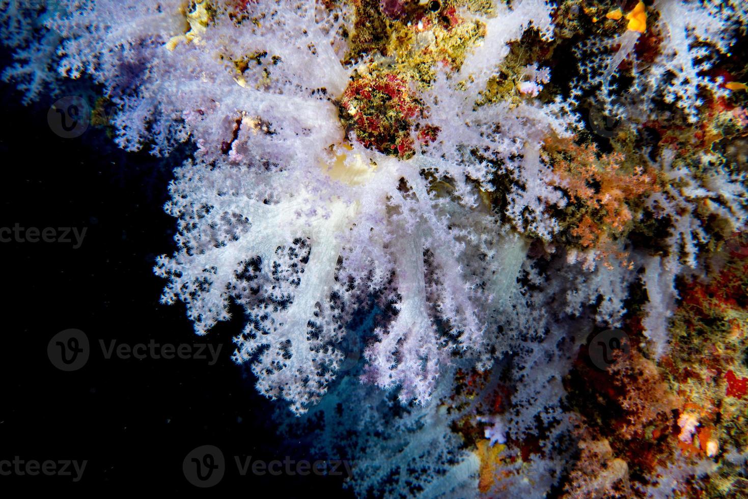 panorama del paisaje submarino de la pared de coral blando alcionario foto