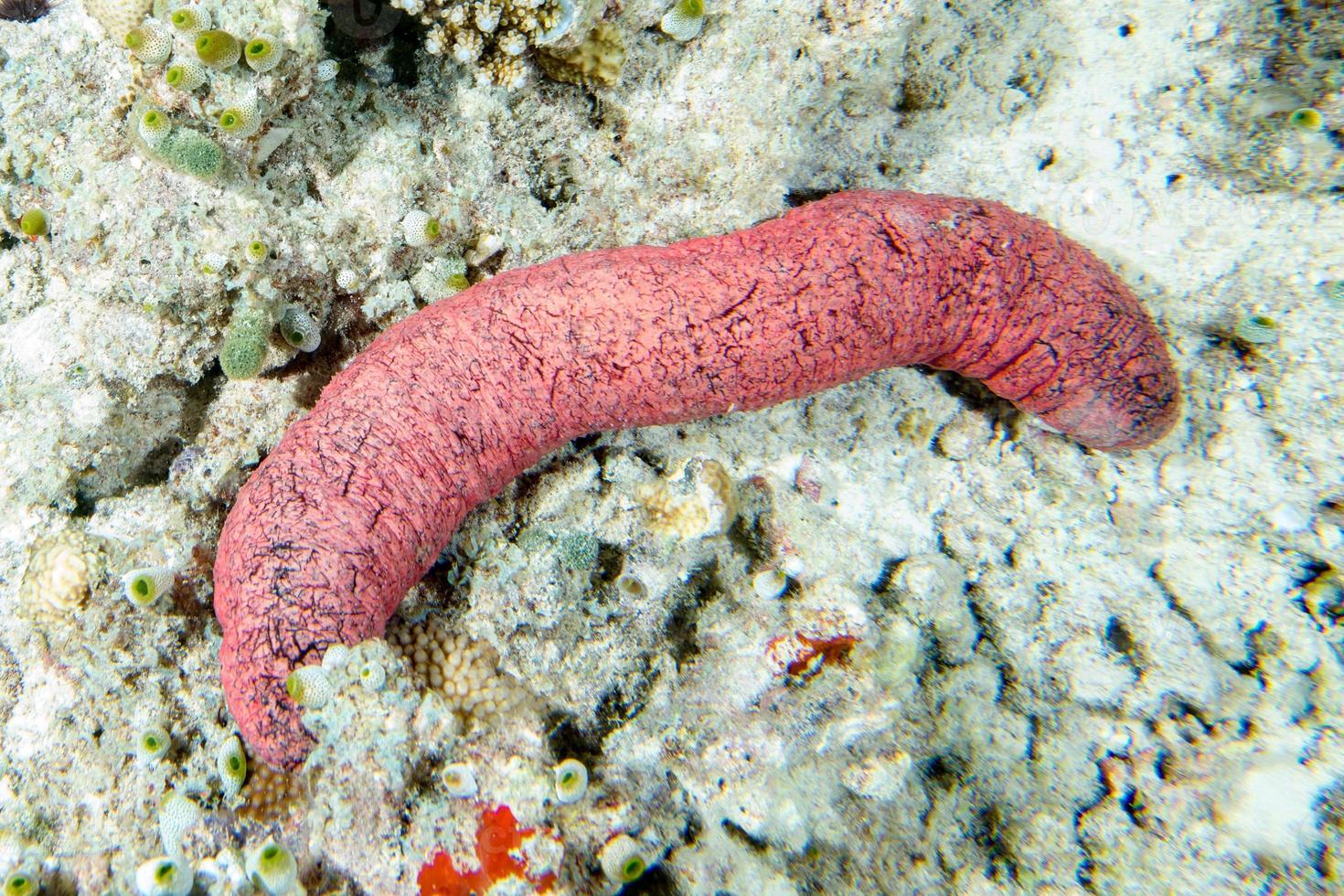 Holoturian sea cucumber close up portrait in maldives photo