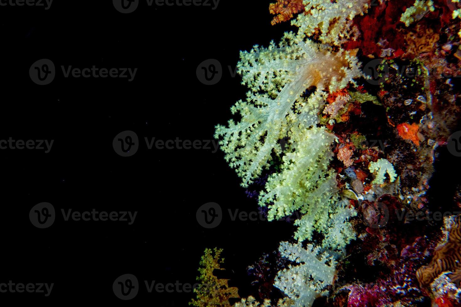 panorama del paisaje submarino de la pared de coral blando alcionario foto