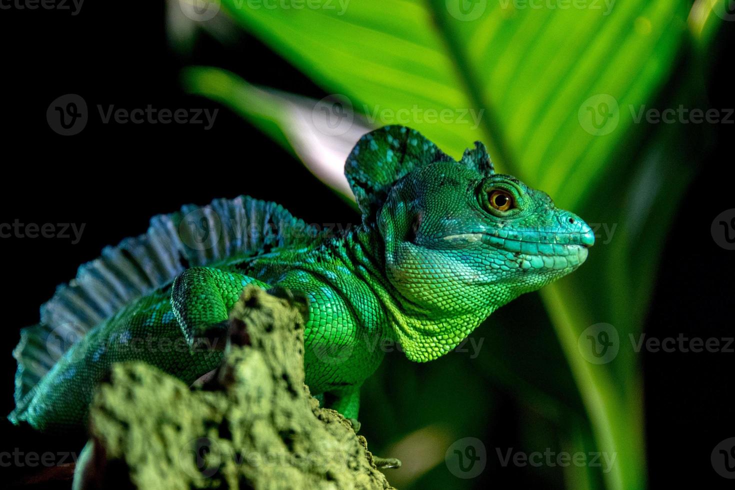 iguana verde primer plano retrato mirándote foto