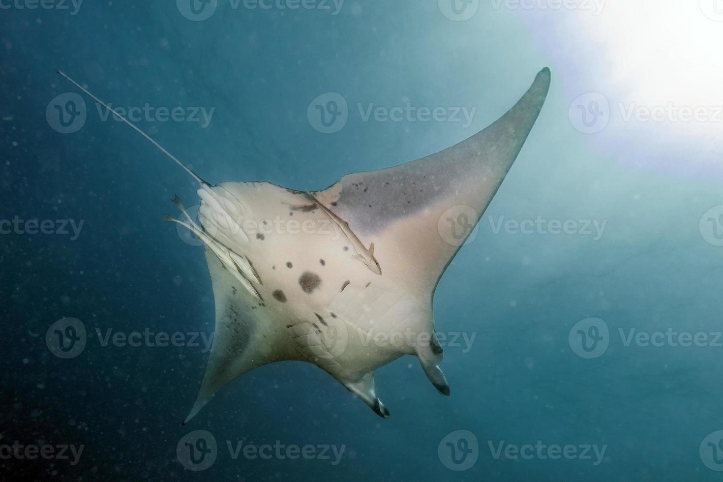 Manta underwater in the blue ocean background photo