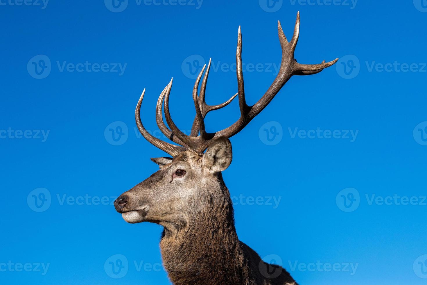 male red Deer portrait looking at you photo