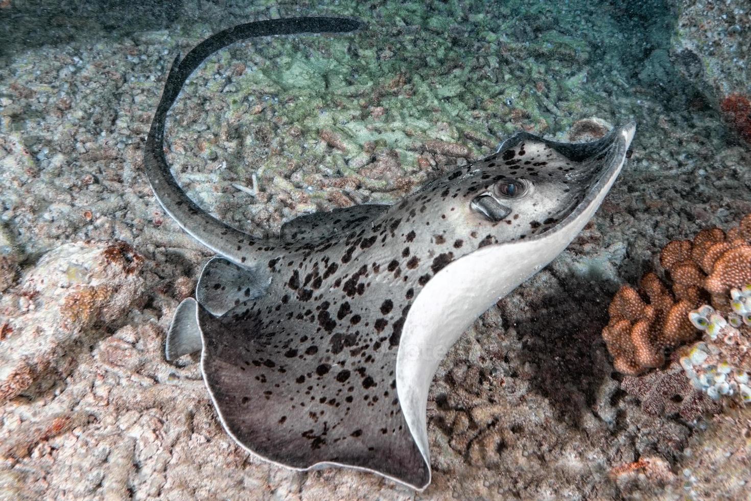 giant blackparsnip stingray fish during night dive photo