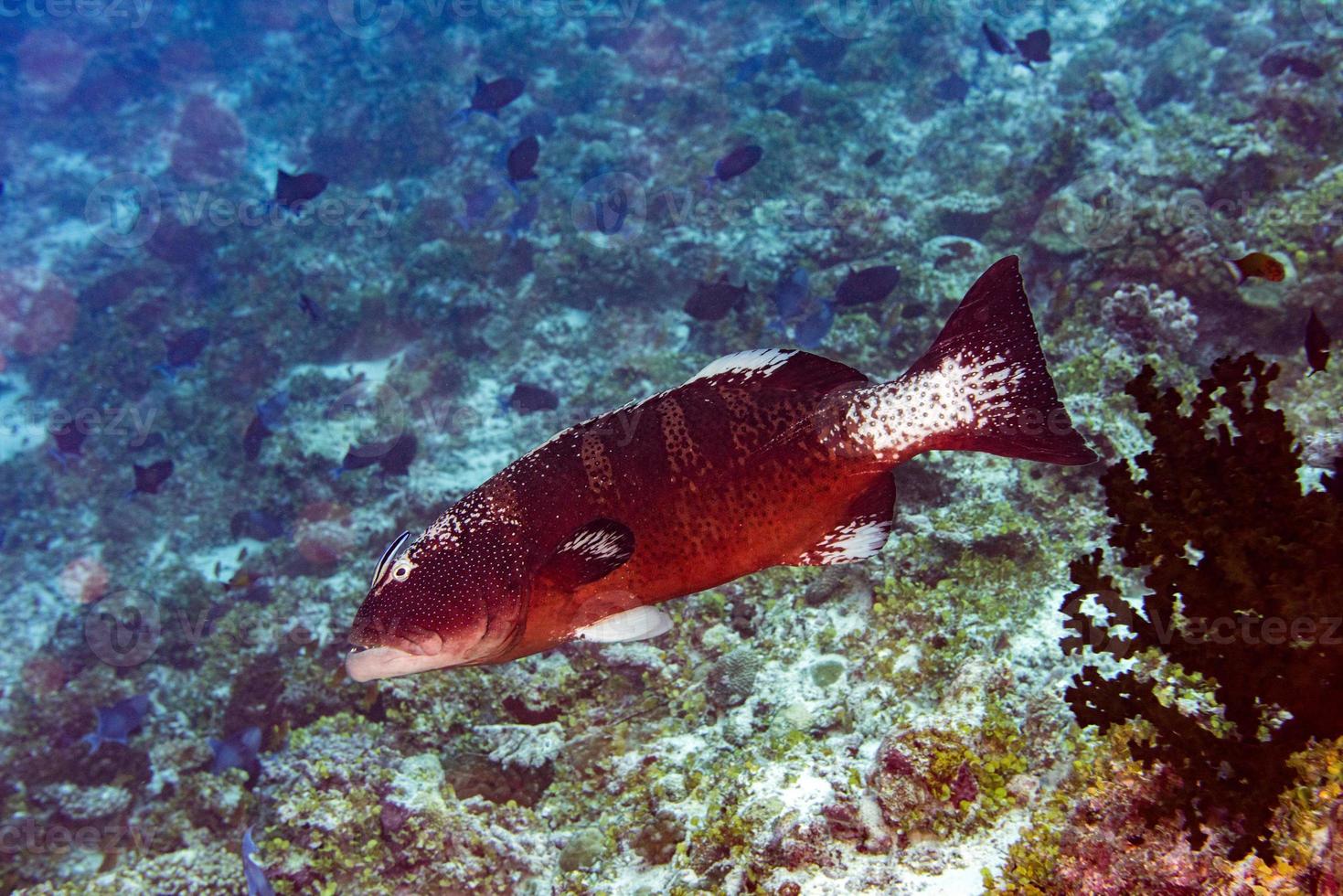 colorful grouper isolated on blue ocean background photo