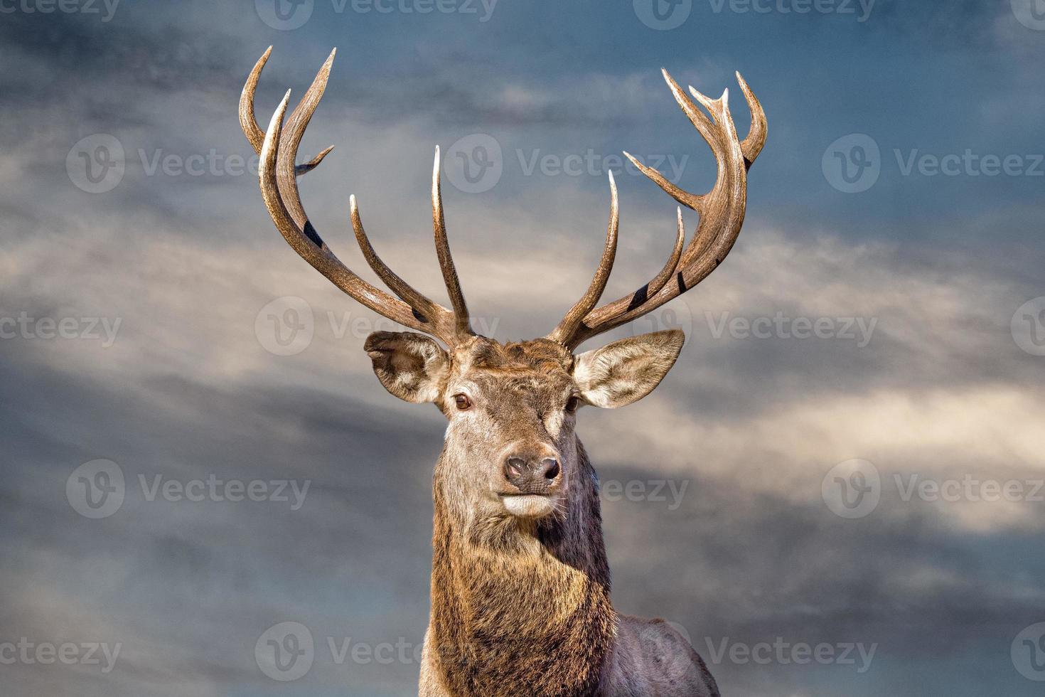 male red Deer portrait looking at you photo