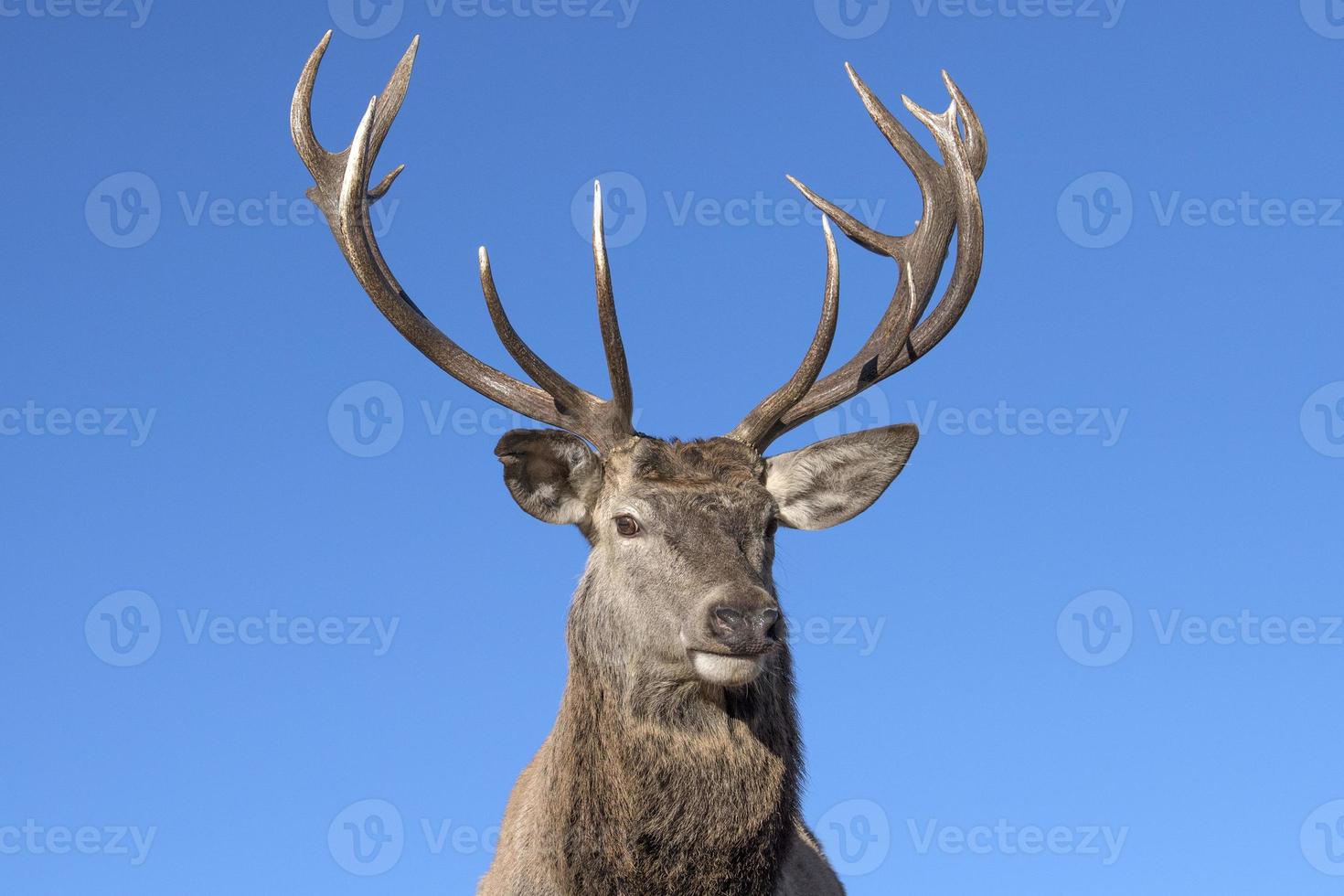 male red Deer portrait looking at you photo