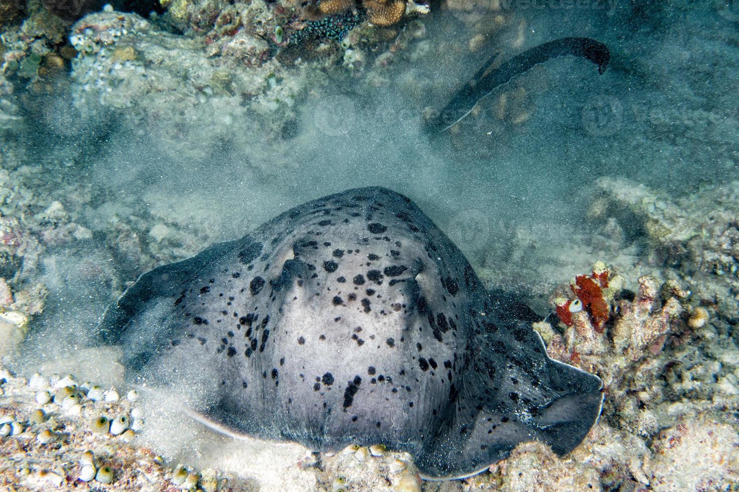 giant blackparsnip stingray fish during night dive photo