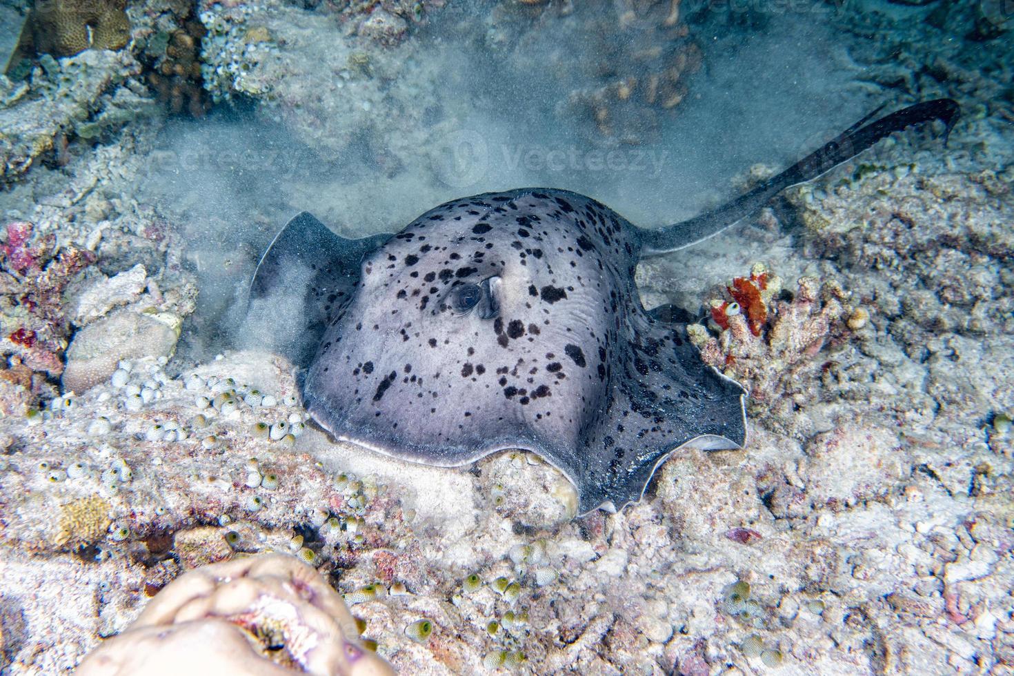 giant blackparsnip stingray fish during night dive photo