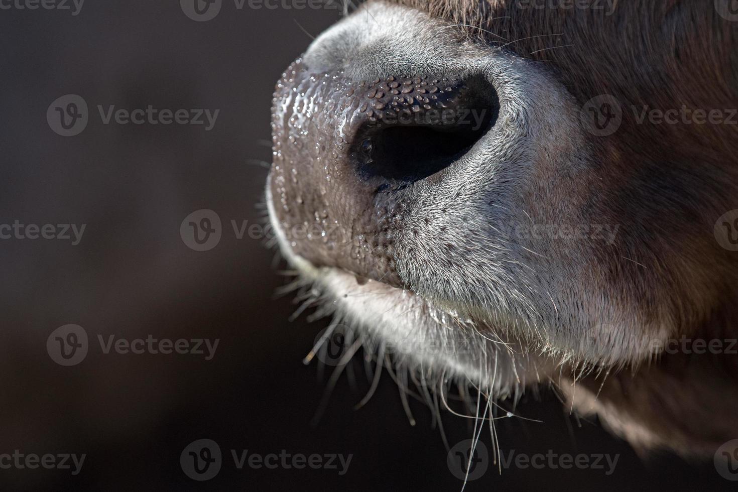 cow wet nose close up detail photo
