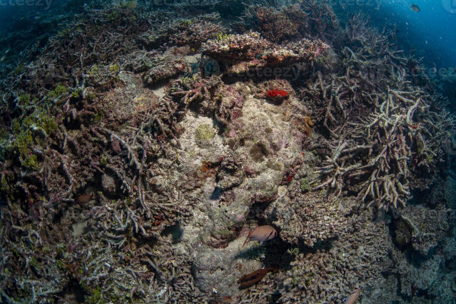 Reef Dead coral bleaching in indonesia photo