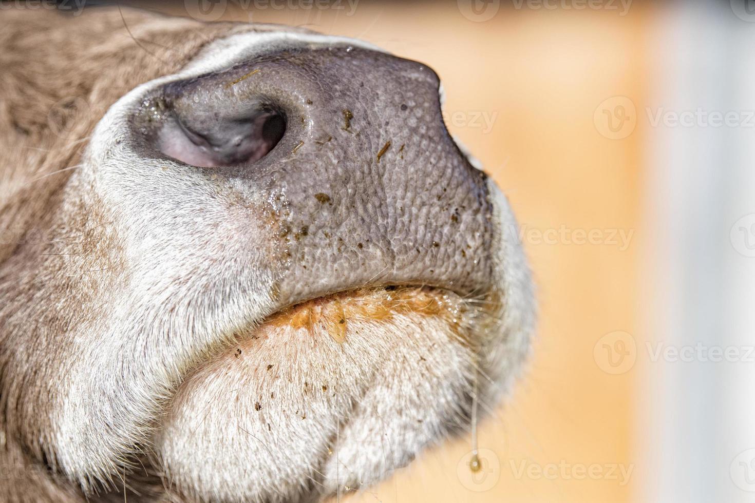 cow wet nose close up detail photo