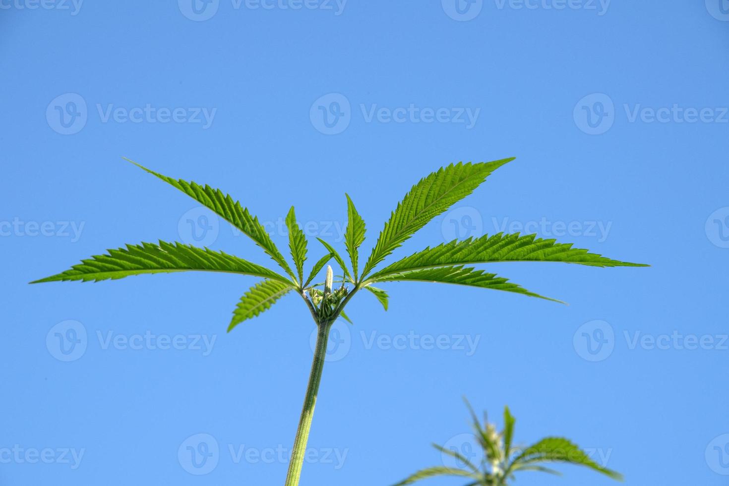 legal marjuana plant close up photo