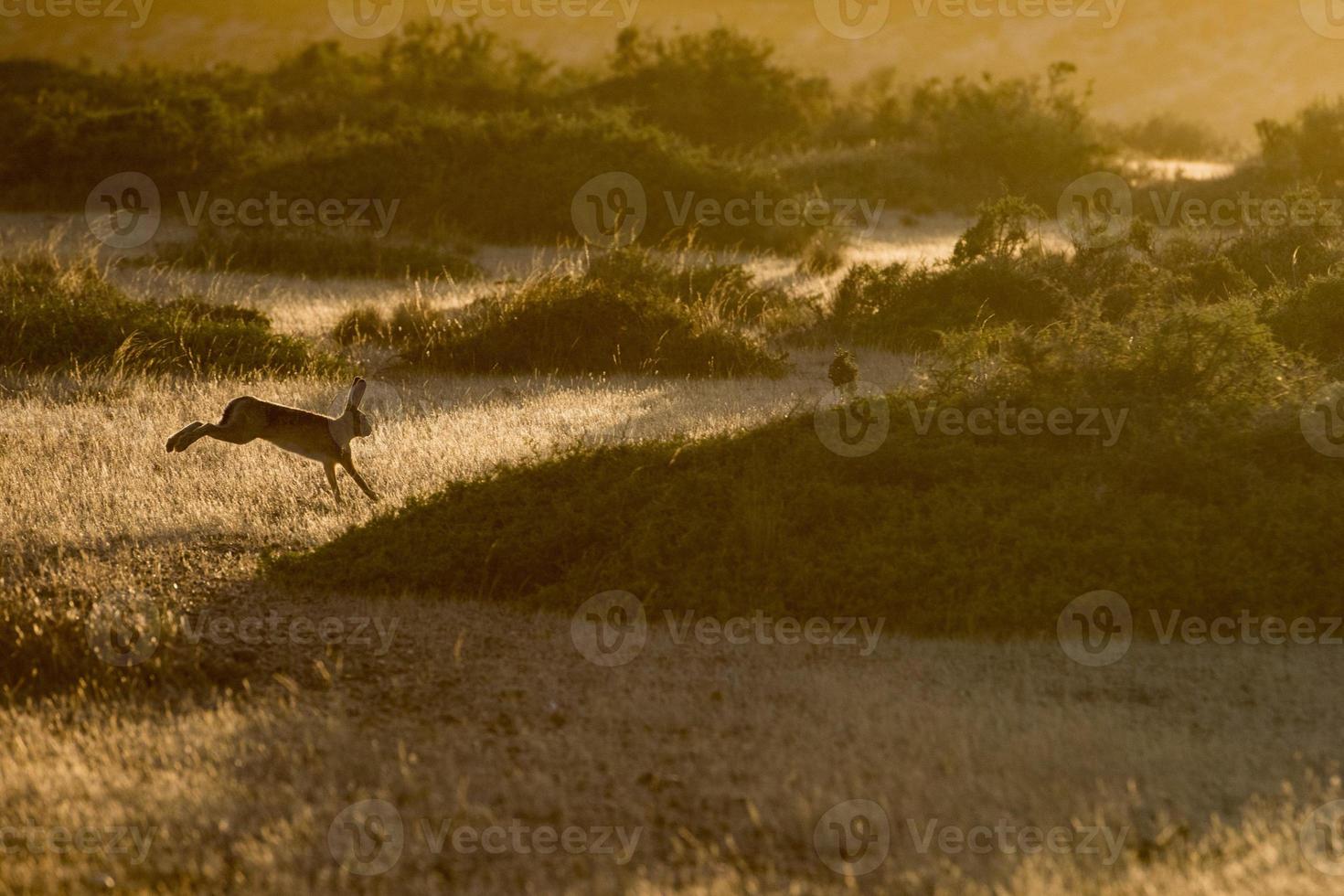 hare jumping on the grass photo
