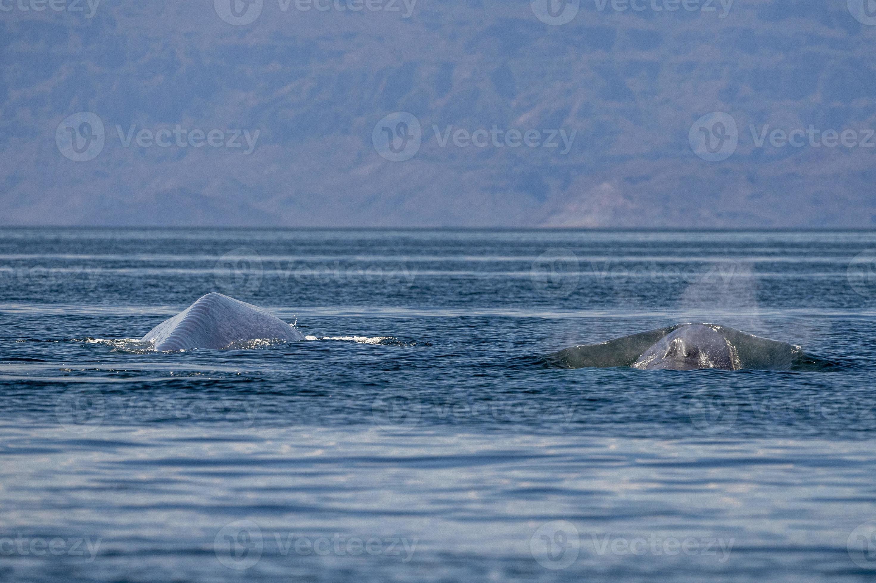 blue whale in loreto baja california endangered biggest animal in the world  12010991 Stock Photo at Vecteezy