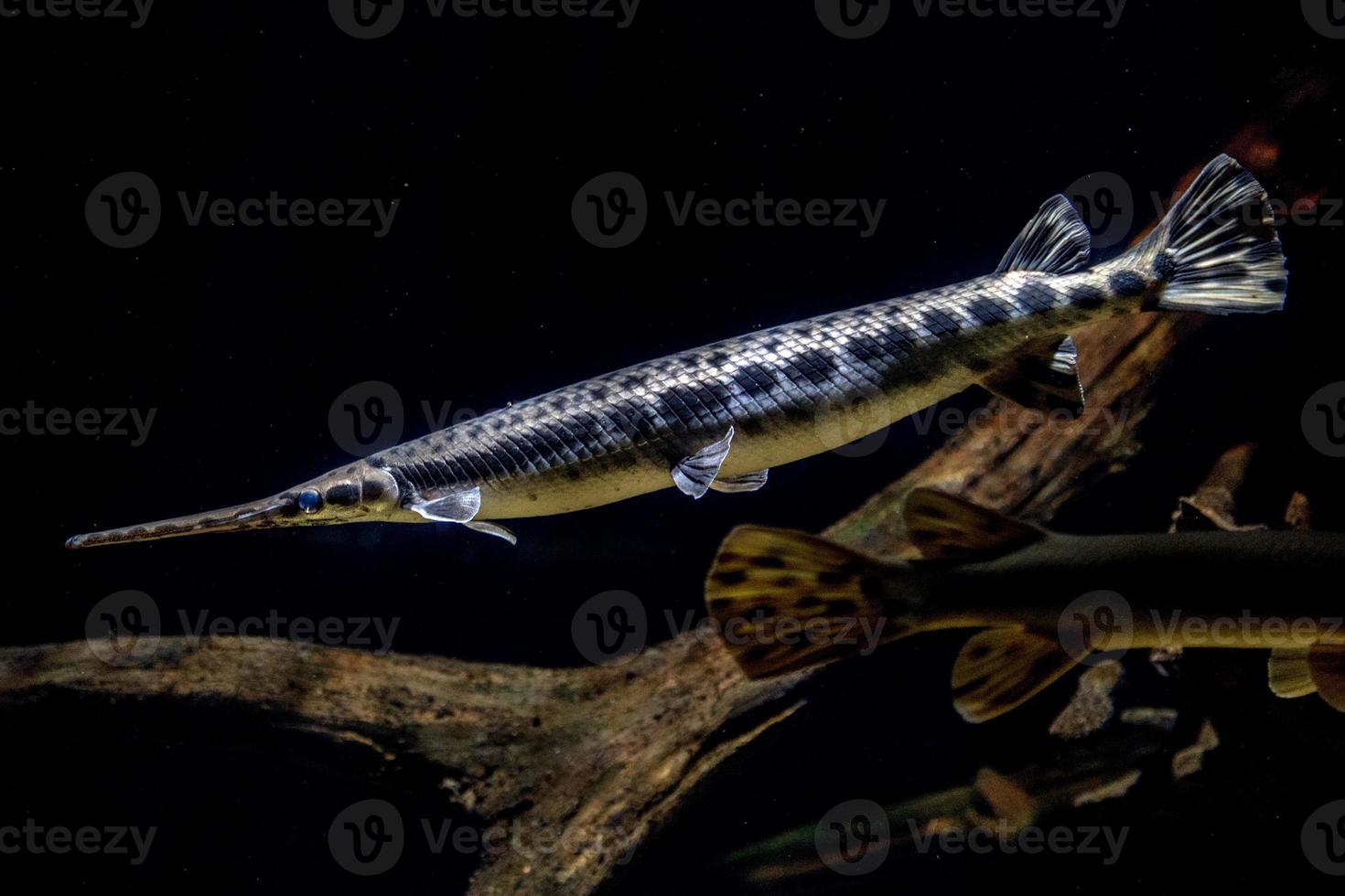 Alligator gar fish underwater close up macro photo