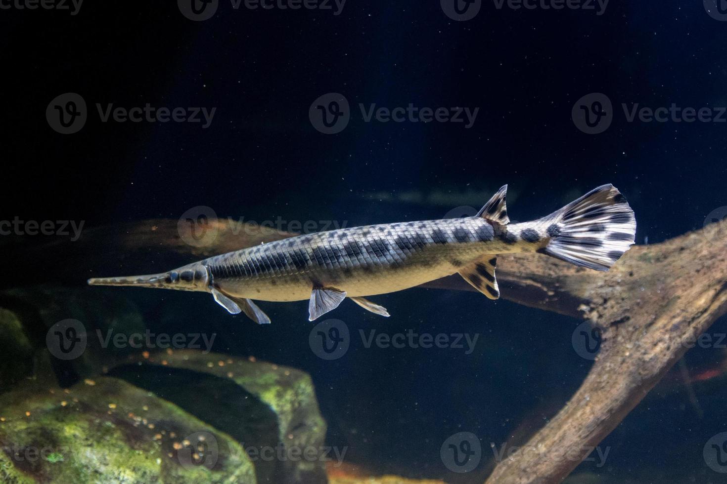 Alligator gar fish underwater close up macro photo
