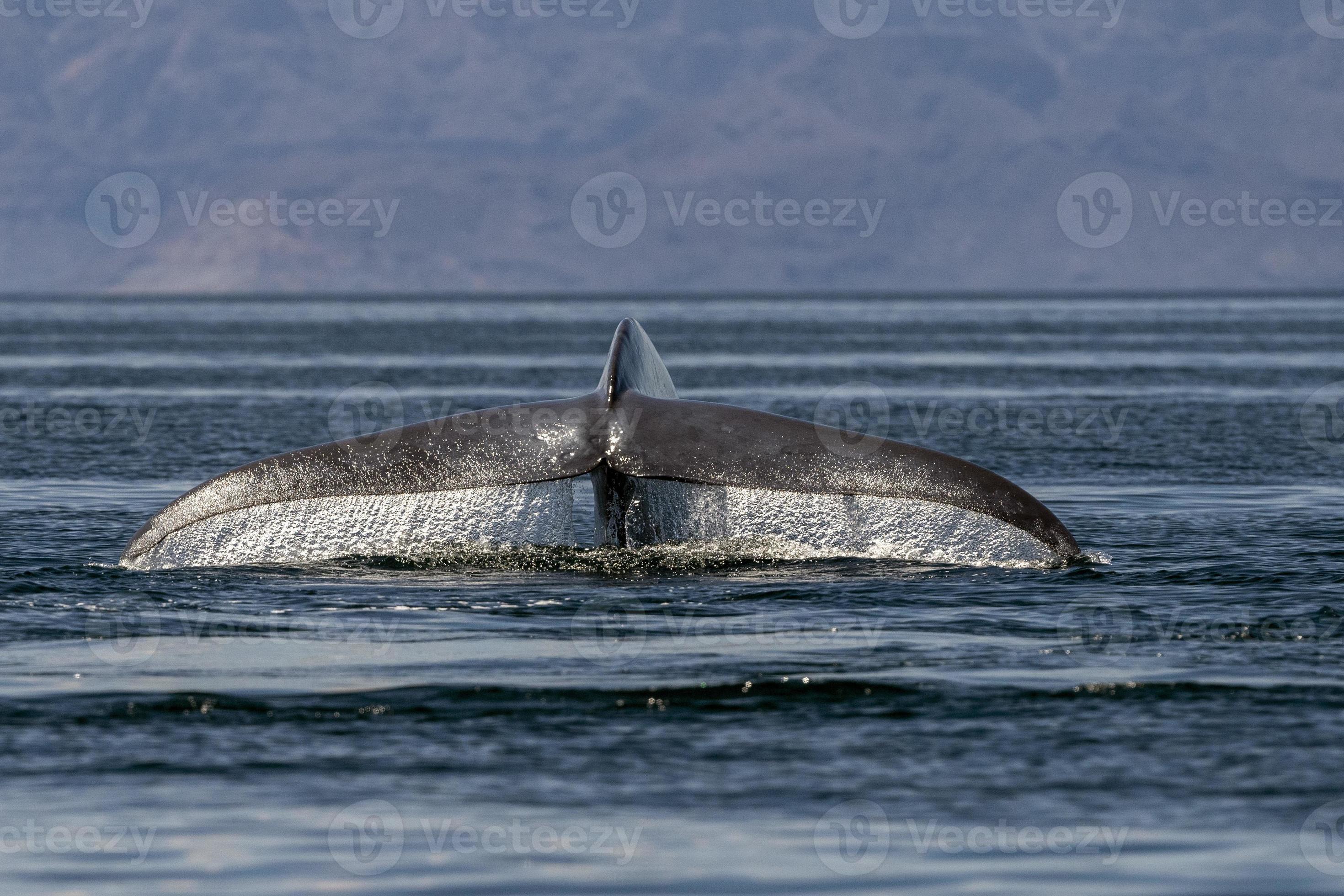 blue whale in loreto baja california endangered biggest animal in the world  12011196 Stock Photo at Vecteezy