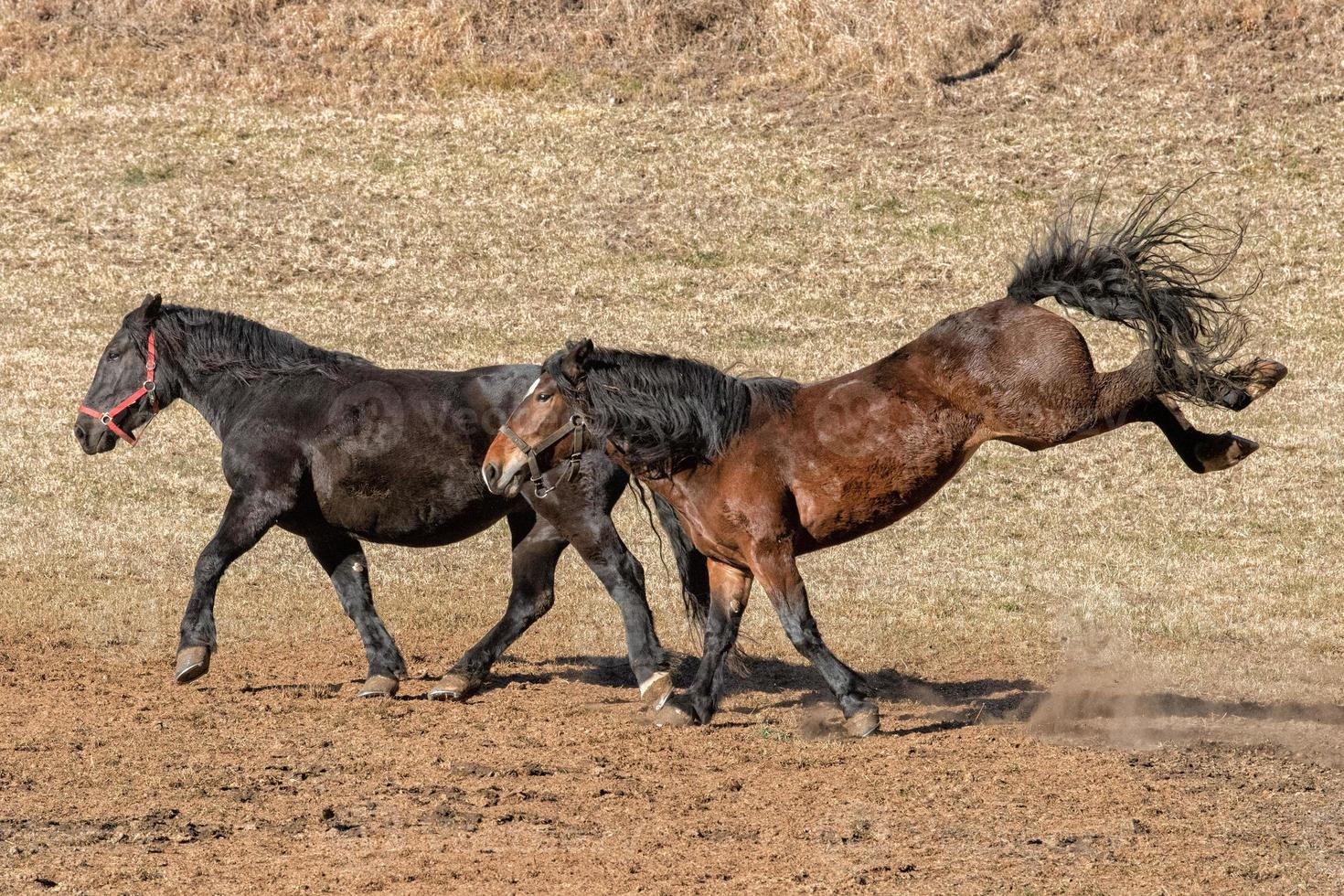 happy horse running and kicking photo