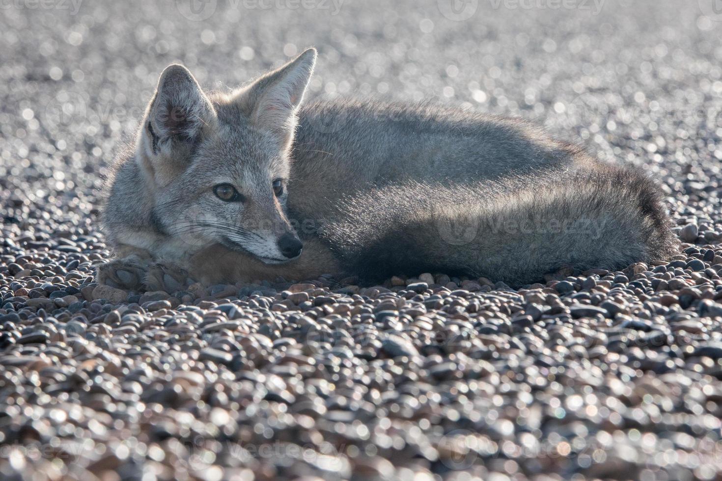 grey fox relaxing on the beach in Patagonia photo