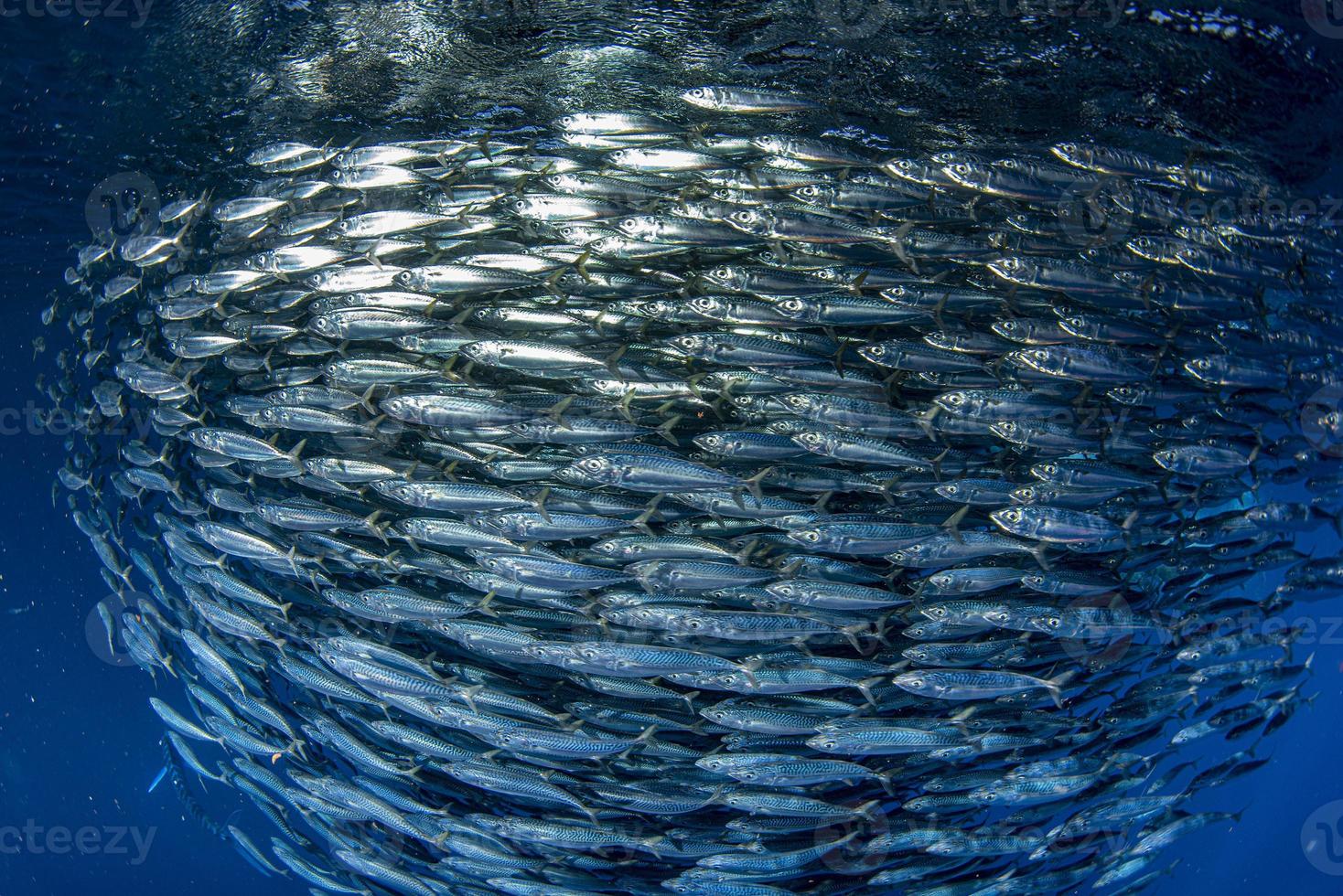 sardine school of fish underwater photo