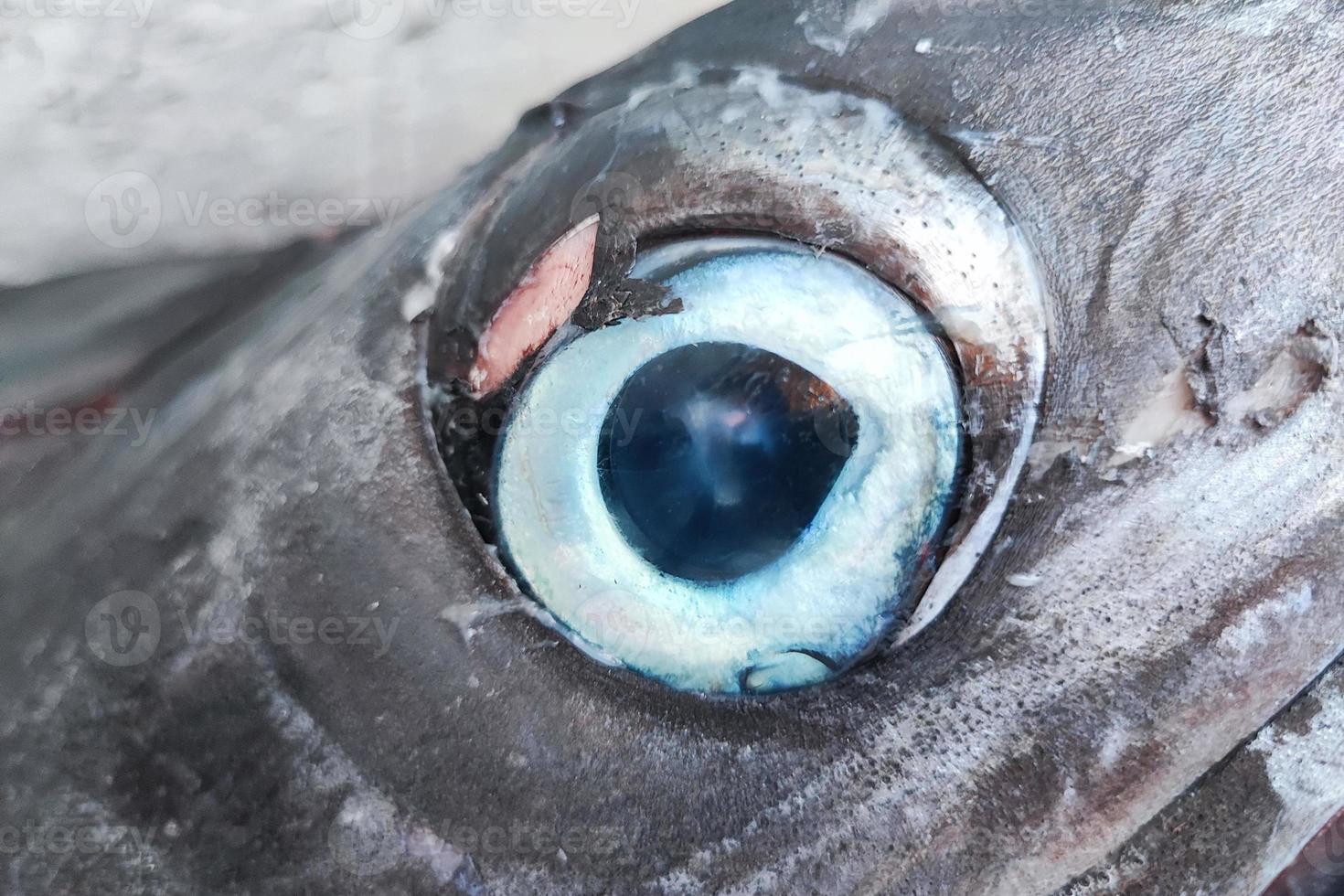 detalle de primer plano del ojo de pez espada foto