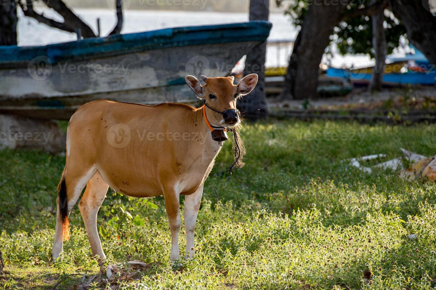 Veal portrait while looking at you photo