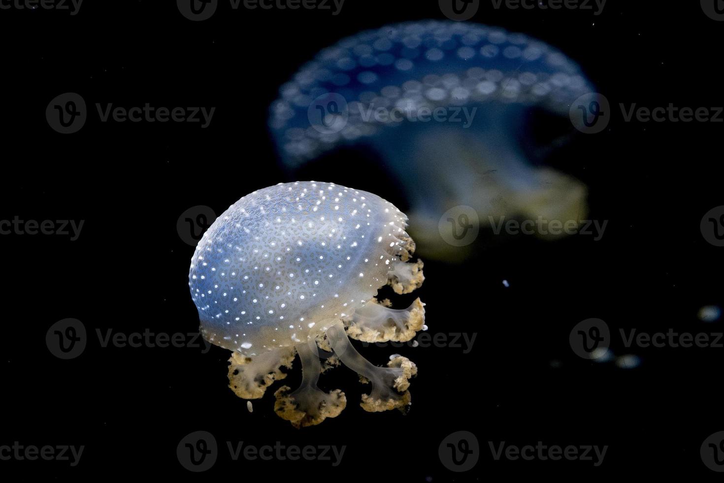 jellyfish isolated on black sea close up detail photo