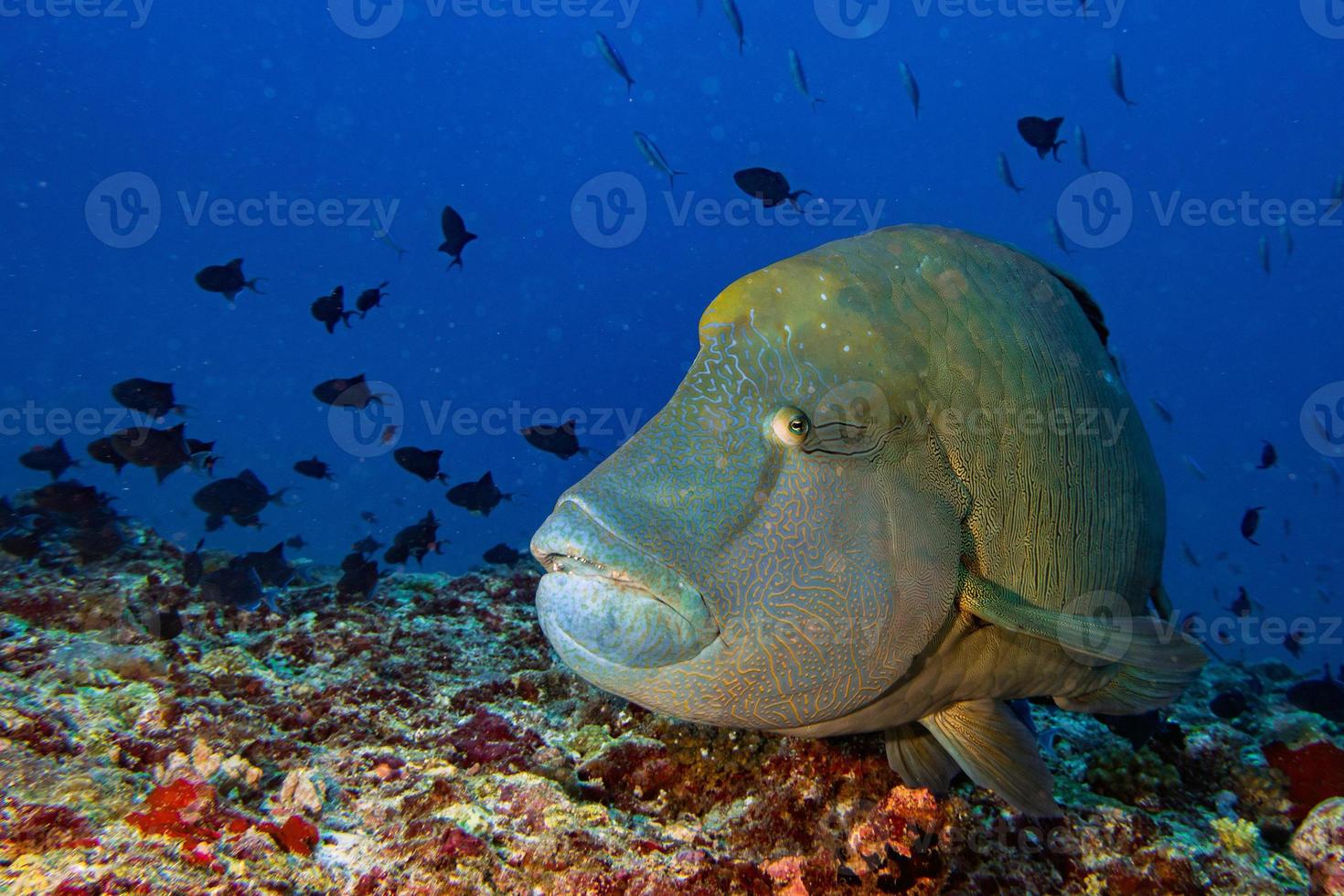 Napoleon fish underwater in Maldives photo