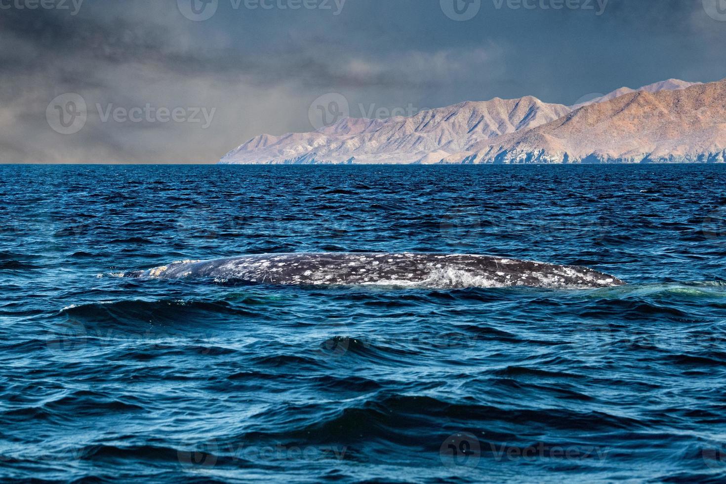 grey whale tail going down in ocean at sunset photo