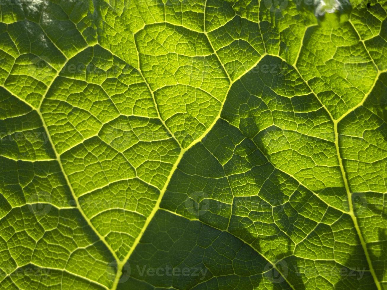 macro de cierre de hoja de ficus foto