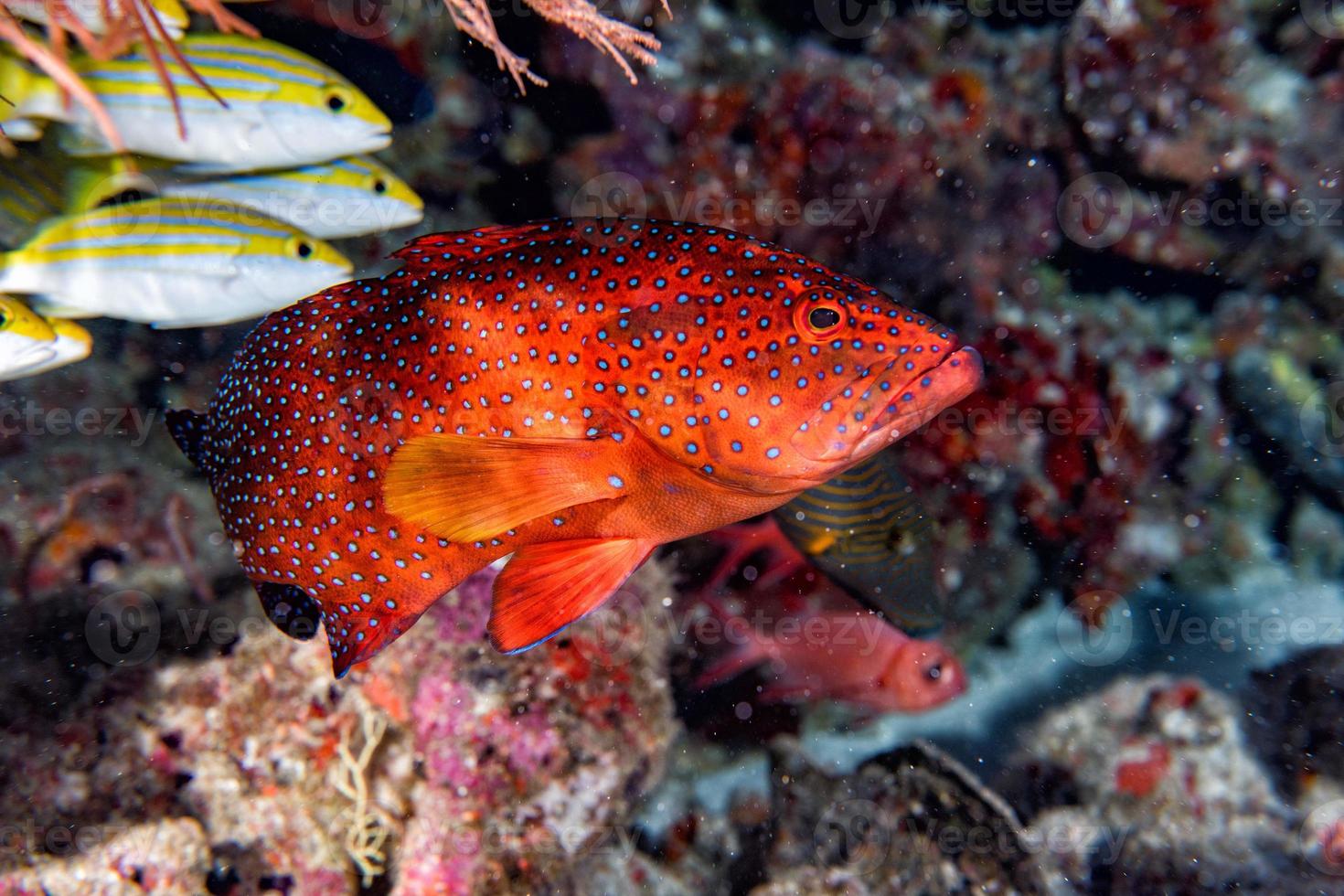 red colorful grouper isolated on ocean photo