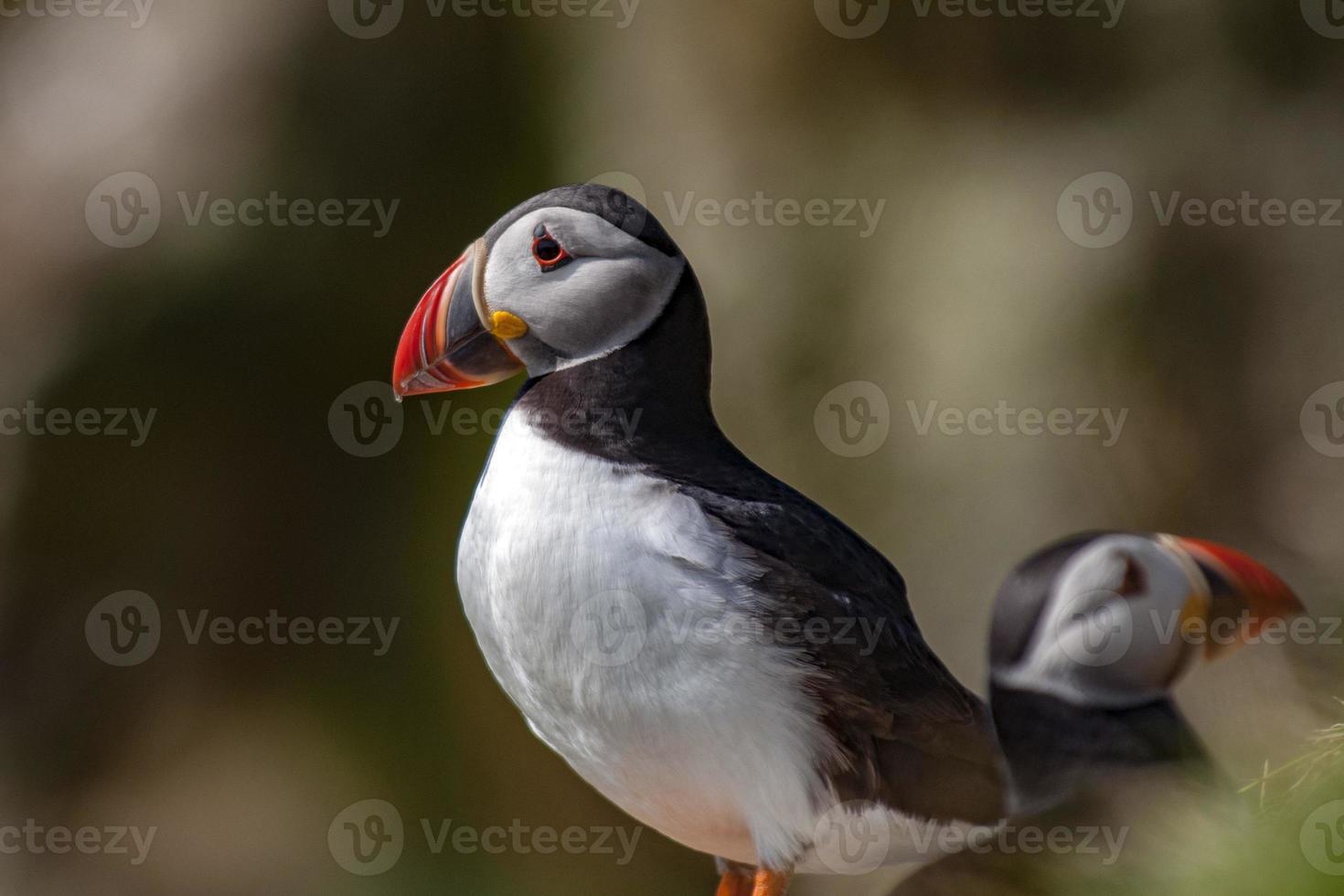 Puffin bird close up portrait photo