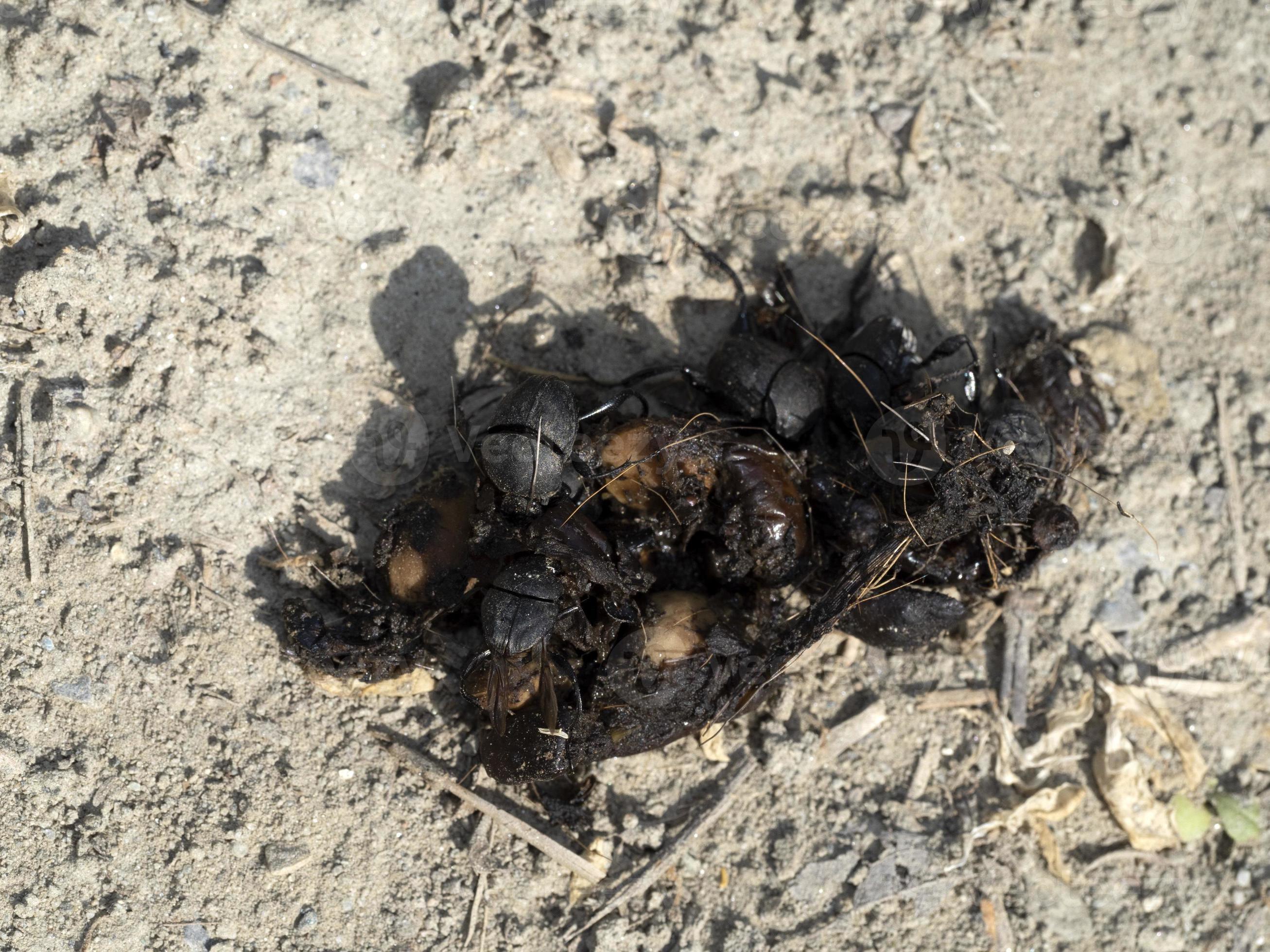 dung beetle on wild animal poo 12011537 Stock Photo at Vecteezy